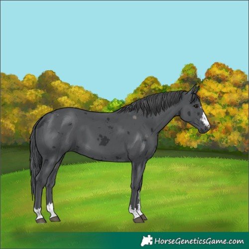 Horse Color:Black Merle 