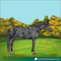 Horse Color:Black Merle
