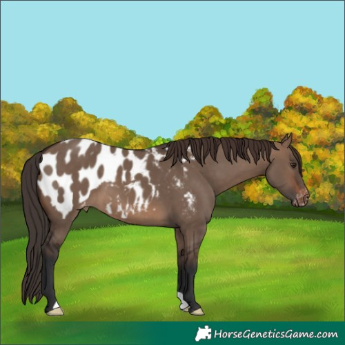 Horse Color:Brown Dun Appaloosa
