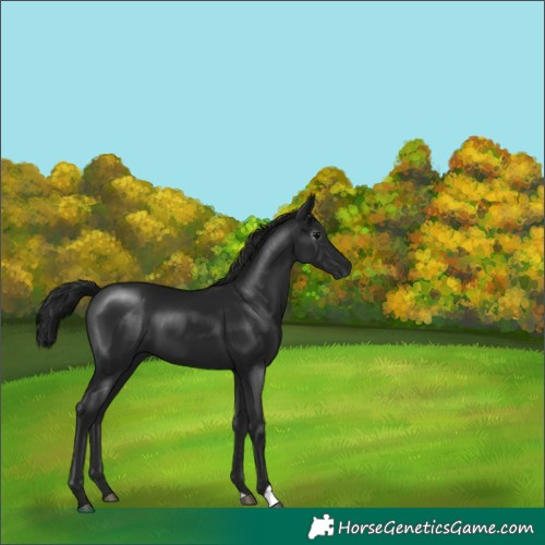 Horse Color:Gray Black
