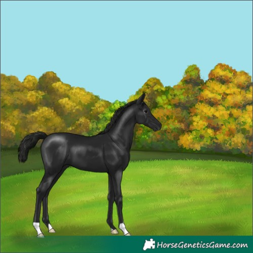 Horse Color:Gray Black 
