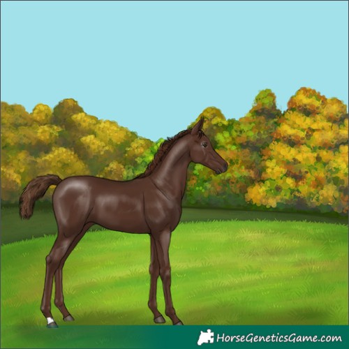Horse Color:Gray Chestnut 