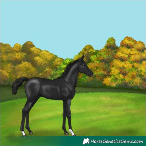 Horse Color:Gray Black 
