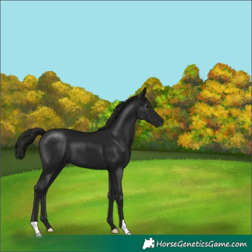 Horse Color:Gray Black