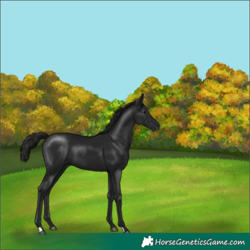 Horse Color:Gray Black 