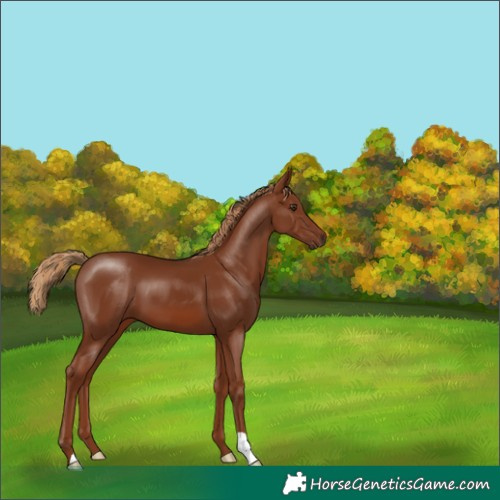 Horse Color:Chestnut 