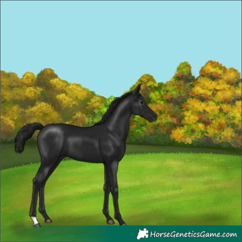 Horse Color:Gray Black 