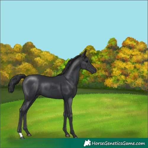 Horse Color:Black 