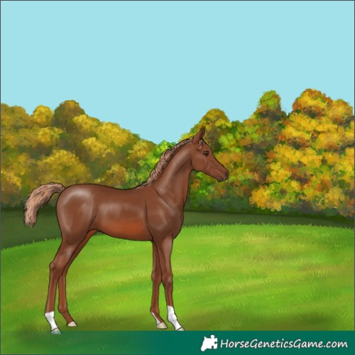 Horse Color:Chestnut 