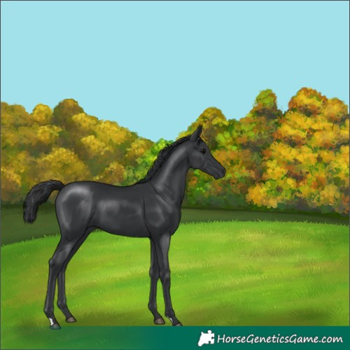 Horse Color:Black 