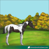 Horse Color:Brown Tobiano Appaloosa