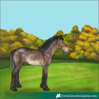 Horse Color:Brown Dun Appaloosa Brindle