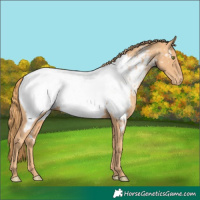 Horse Color:Gold Champagne Near Fewspot 