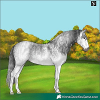 Horse Color:Gray White Spotted Black  and Gray White Spotted Smoky Black 