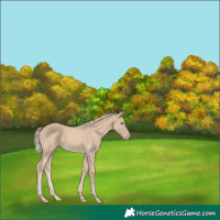 Horse Color:Cremello