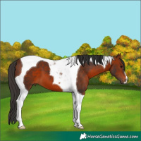 Horse Color:Brown Tobiano 