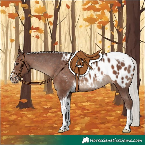 Horse Color:Silver Black Tobiano Appaloosa Rabicano 