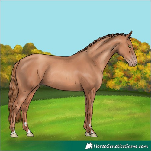 Horse Color:Gold Champagne Rabicano 
