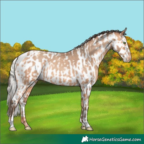 Horse Color:Amber Champagne Appaloosa and Silver Amber Champagne Appaloosa Rabicano