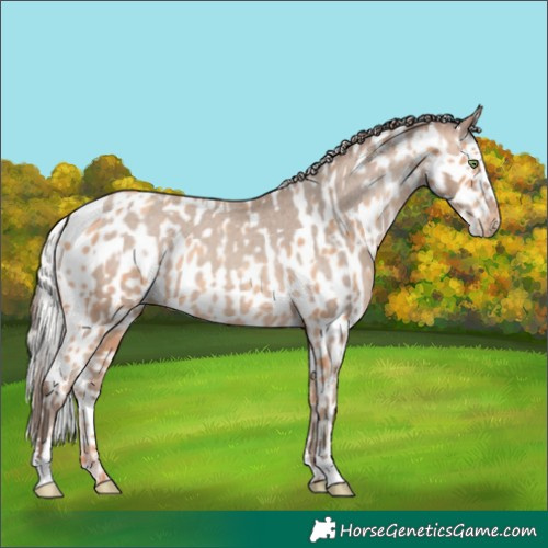 Horse Color:Amber Champagne Appaloosa  and Silver Amber Champagne Appaloosa Rabicano 