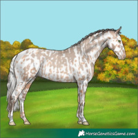Horse Color:Amber Champagne Appaloosa and Silver Amber Champagne Appaloosa Rabicano