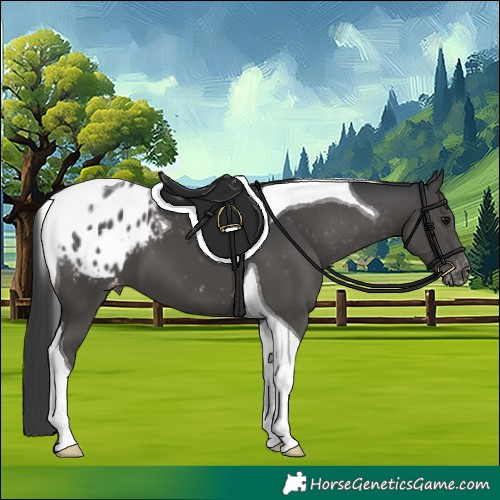 Horse Color:Black Tobiano Appaloosa 