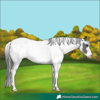 Horse Color:White Spotted Black Blanket Rabicano 