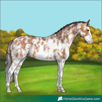 Horse Color:Bay Sabino Splash 