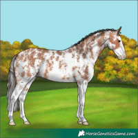 Horse Color:Bay Sabino Splash 