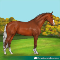 Horse Color:Silver Bay 