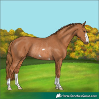 Horse Color:Chestnut Rabicano