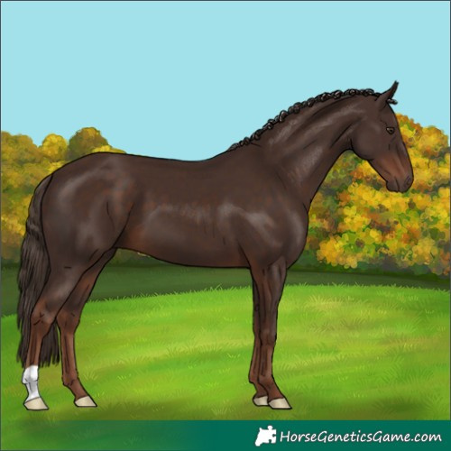 Horse Color:Liver Chestnut 