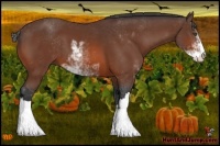 Horse Color:Bay Sabino 