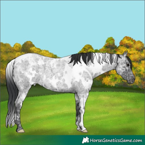 Horse Color:White Spotted Blue Ice Roan 