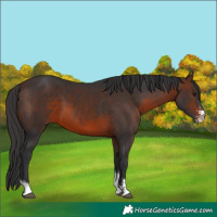 Horse Color:Brown Sabino 