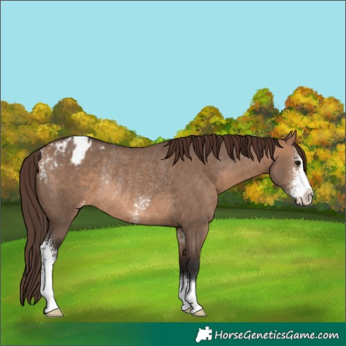 Horse Color:Bay Dun Sabino Appaloosa Rabicano 