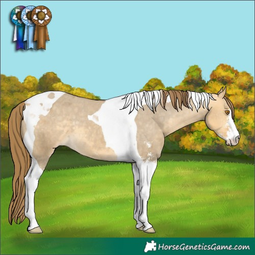 Horse Color:Buckskin Dun Sabino Tobiano Varnish 