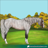 Horse Color:Silver Brown Roan 