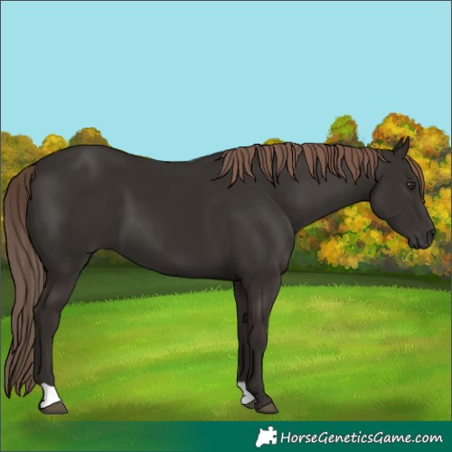 Horse Color:Liver Chestnut 