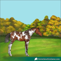 Horse Color:White Spotted Bay 