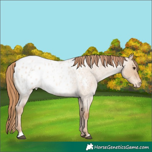 Horse Color:Red Dun Roan Appaloosa 