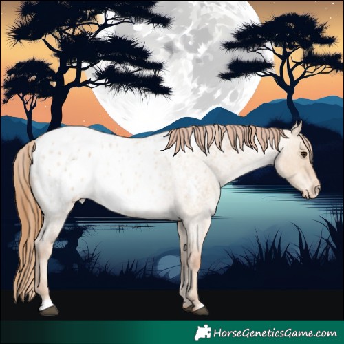 Horse Color:Red Dun Roan Appaloosa 