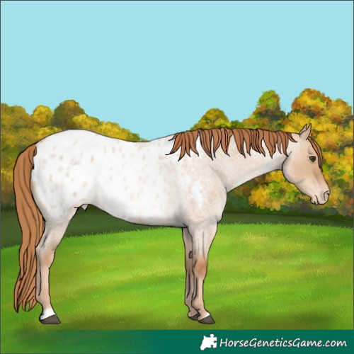 Horse Color:Red Dun Roan Appaloosa 