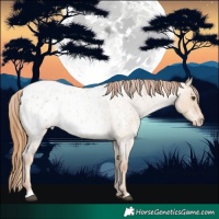 Horse Color:Red Dun Roan Appaloosa