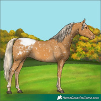 Horse Color:Palomino Tobiano Snowcap