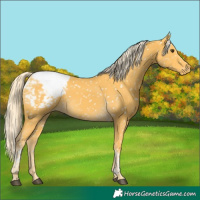 Horse Color:Palomino Tobiano Appaloosa 