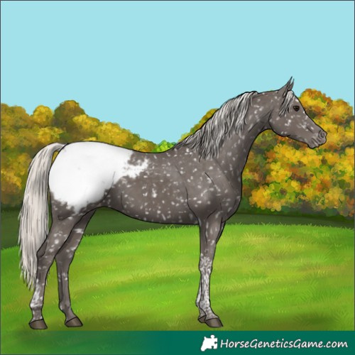 Horse Color:Silver Smoky Black Tobiano Appaloosa