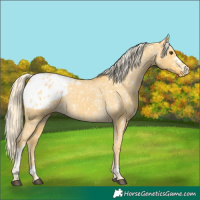Horse Color:Palomino Dun Sabino Tobiano Blanket Rabicano 