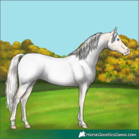 Horse Color:Cremello Tobiano Appaloosa Rabicano 