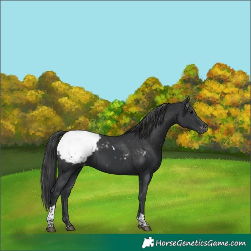 Horse Color:Black Tobiano Appaloosa